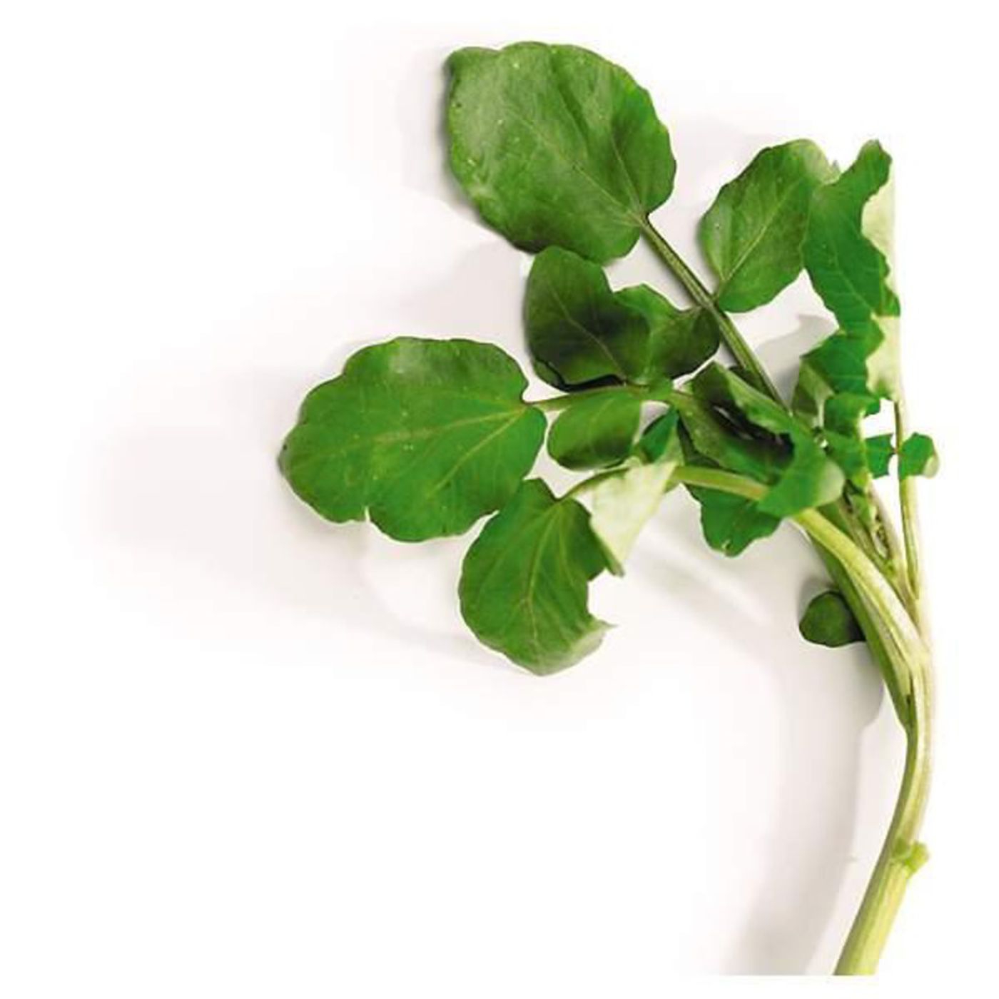 Watercress-Main